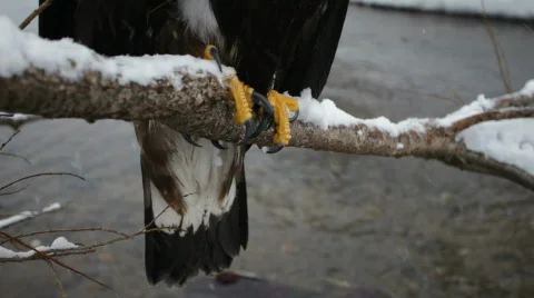 Golden eagle, winter Stock Footage