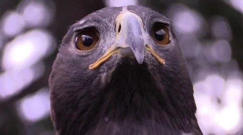 Golden eagle6 Stock Footage 45282894