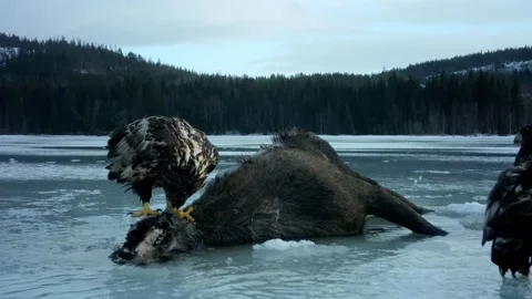 Golden Eagles Eating Carcass Stock Footage 345949366