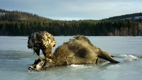 Golden Eagles Feeding on Carcass Stock Footage 345959241