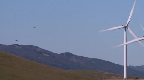 Golden Eagles Flying amid rotating wind turbines Stock Footage 33490647