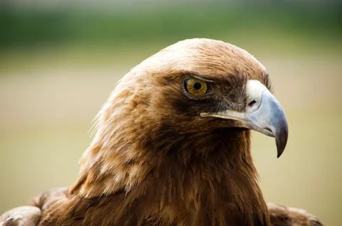 Golden eagles head 库存照片