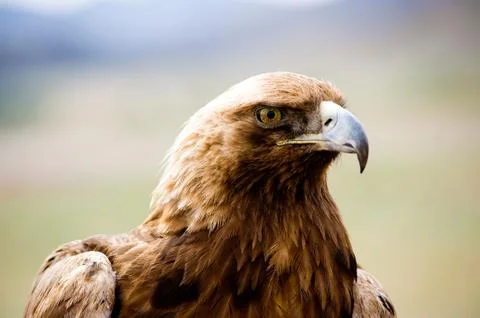 Golden eagles profile 库存照片