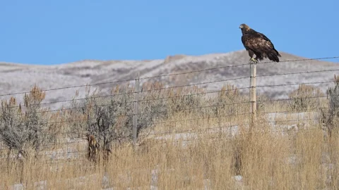 Golden Eagles in Wyoming as one sits in the grass and other on the fence Stock Footage 260284101