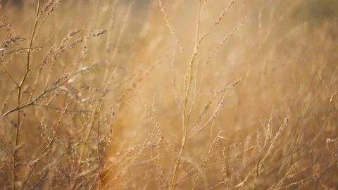 Golden ears of grass in sunset light in the garden. Stock Footage 116893073