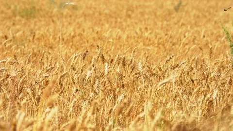 Golden Ears Of Ripe Wheat Stock Footage 210274248