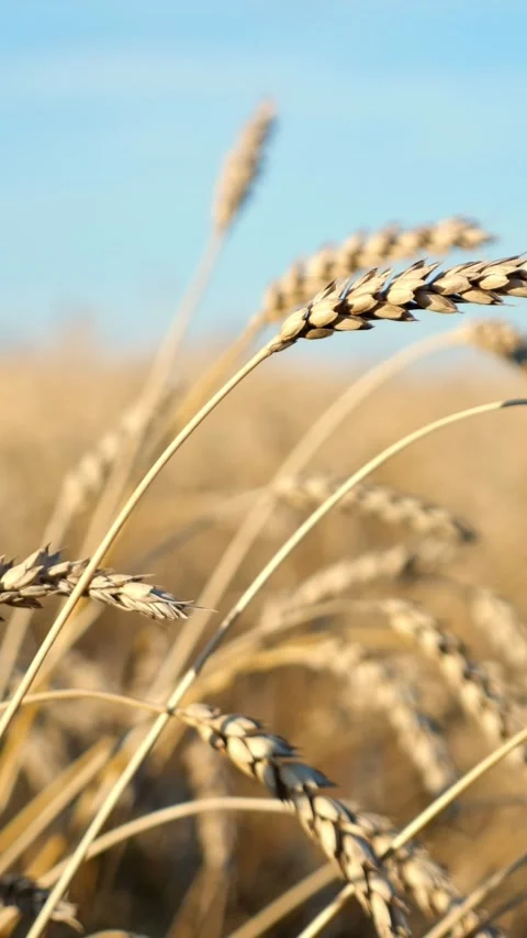 Golden ears of ripe wheat gently swaying in the breeze against a clear blue sky Stock Footage 344812910