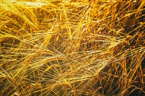 Golden ears of rye, illuminated by the sun and covered with dew at dawn. Stock Photos
