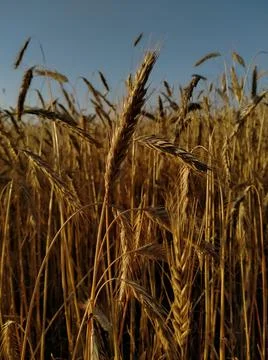 Golden ears of rye Stock Photos
