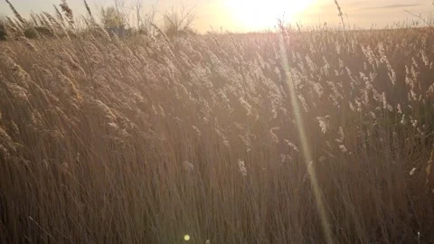 Golden ears at sunset Stock Footage 194430552