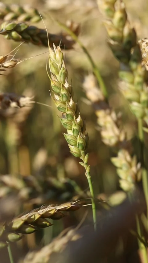 Golden ears sway in the light wind. Agricultural field Stock Footage 312926059