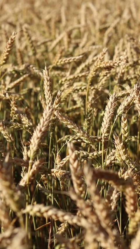 Golden ears sway in the light wind. Agricultural field Stock Footage 312926206