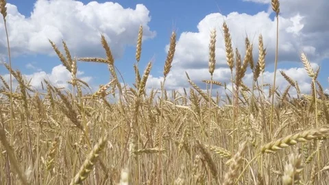 Golden ears of wheat close up on a background of blue sky, clouds. Slow-Motio Stock-Footage 73421767