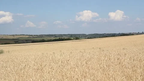 Golden ears of wheat close up on a background 스톡 동영상 170595782
