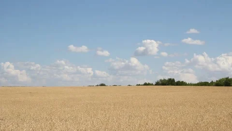 Golden ears of wheat close up on a background 스톡 동영상 170595968