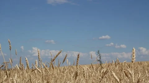 Golden ears of wheat close up on a background Stock Footage 170596123