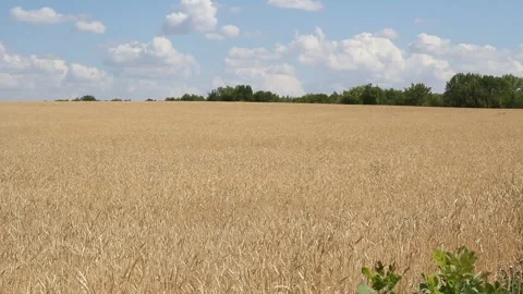 Golden ears of wheat close up on a background 스톡 동영상 170875473