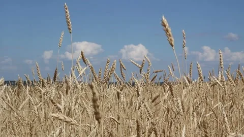 Golden ears of wheat close up on a background 스톡 동영상 170875660