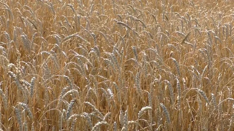 The golden ears of wheat in a field close-up.  The wheat in the field close up. Stock Footage 137967378