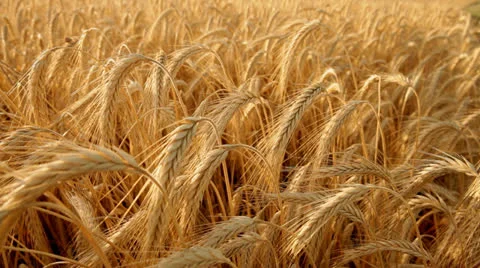 Golden ears in a wheat field Видео 24974176