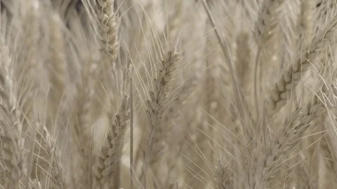 Golden ears of wheat in the field Stock Footage 73699476