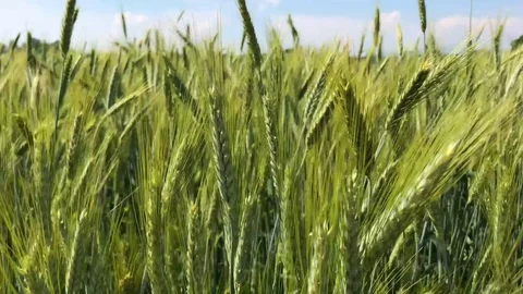 Golden ears of a wheat field moving with the wind Stock Footage 109290778