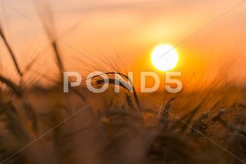 Golden ears of wheat on the field Stock Photos