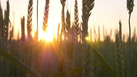 Golden Ears of Wheat on Field at Sunset Light. 스톡 동영상 66539267