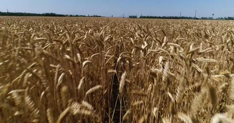 Golden ears of wheat Stock Footage 134966276