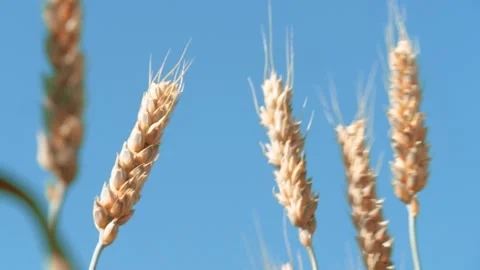 Golden ears of wheat moving in light breeze against clear sky low angle close Stock Footage 260190680