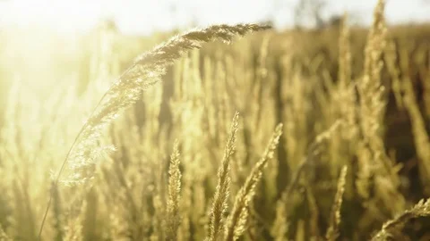 Golden ears of wheat or rye on the field, close up with drops of dew. majestic Stock Footage 80375940