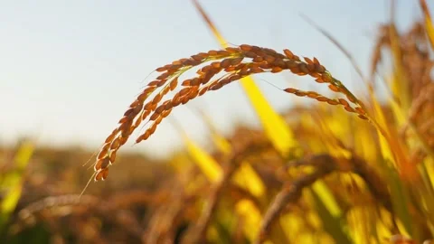 Golden ears of wheat in the rice fields at sunset Stock Footage 235514860