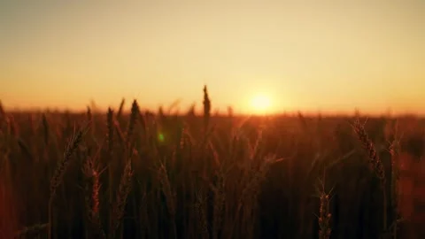 Golden ears wheat, slow camera movement over yellow ears, close-up. Field of Stock Footage 324676549
