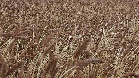 Golden ears of wheat swaying in the wind in the fall Stock Footage 80589032