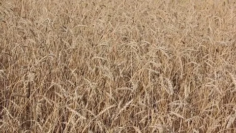 Golden ears of wheat swaying in the wind in the fall Stock Footage 80592348