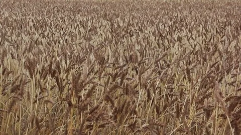 Golden ears of wheat swaying in the wind in the fall Stock Footage 80592548