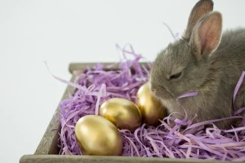 Golden Easter eggs with Easter bunny in crate 写真素材