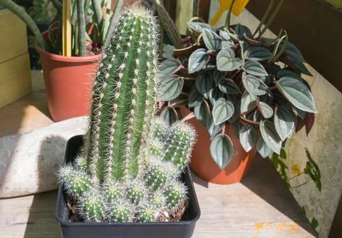 Golden Easter Lily Cactus with Offsets in a Houseplant Pot Stock Photos