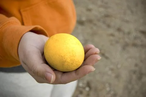 Golden egg Stock Photos