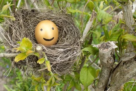 Golden egg Stock Photos