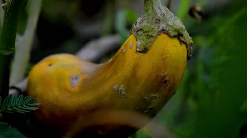 The golden eggplant Stock Footage 230212420
