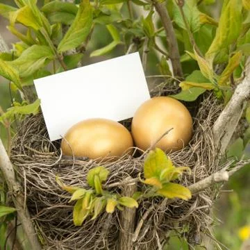 Golden eggs Stock Photos