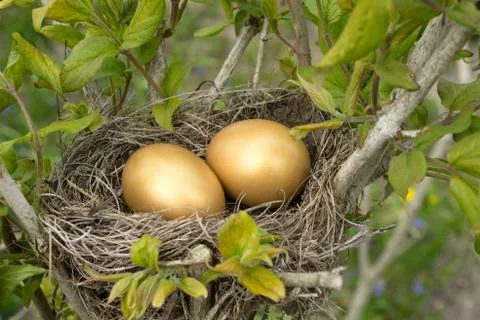 Golden eggs Stock Photos