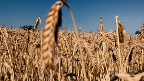 Golden Einkorn Wheat Moved by the Wind - Close-Up Stock Footage 117374467