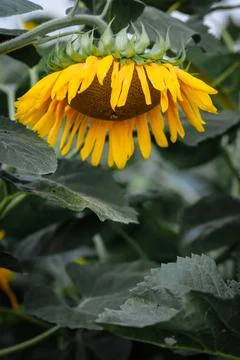 Golden Embrace Stock-Fotos