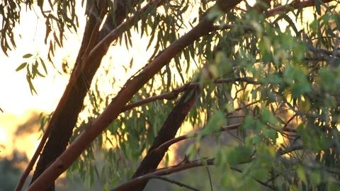 Golden Eucalyptus 1 Stock Footage 167747805