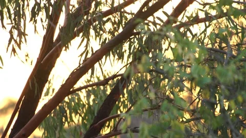 Golden Eucalyptus 2 Stock Footage 167747826
