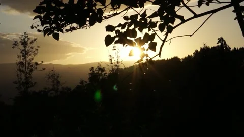 Golden evening light with dancing mosquitoes in summer Video stock 171191305