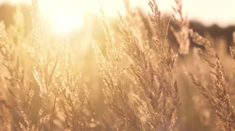 Golden evening on the meadow Stock Footage 57337858