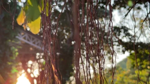 Golden evening sun rays pass through long aerial roots of a White Fig tree Vídeos de archivo 332789214